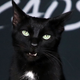 Image for article titled Sorry, But This Cat Is Hot
